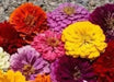 Zinnia Seeds - Pumila / Cut & Come Again Zinnia elegans - Caribbean garden seed