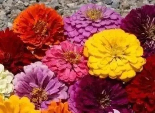 Zinnia Seeds - Pumila / Cut & Come Again Zinnia elegans - Caribbean garden seed