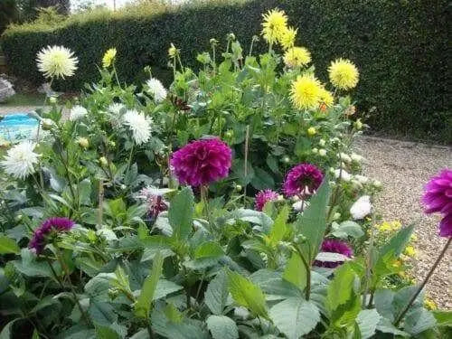 Zinnia Seeds - Pumila / Cut & Come Again Zinnia elegans - Caribbean garden seed