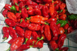 Zavory Mild Habanero Pepper SEEDS (Capsicum chinense) - Caribbean garden seed