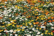 Zinnia Flowers Seed Classic mix,Orange/White/Yellow - Caribbean garden seed