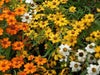 Zinnia Flowers Seed Classic mix,Orange/White/Yellow - Caribbean garden seed