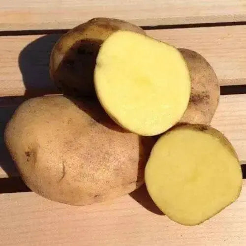 Yukon Gold Potato , Smooth, thin yellow skin - Caribbean garden seed