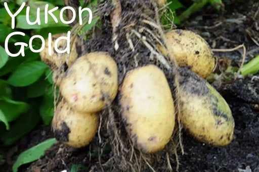 Yukon Gold Potato , Smooth, thin yellow skin - Caribbean garden seed
