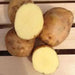 Yukon Gold Potato , Smooth, thin yellow skin - Caribbean garden seed