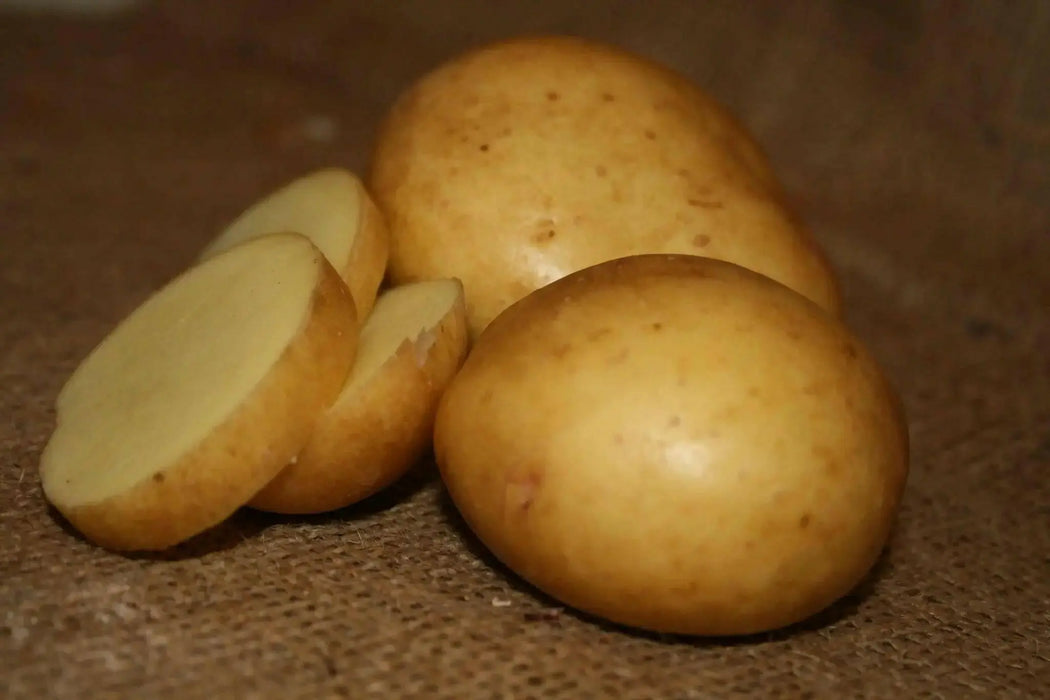 Yukon Gold Potato , Smooth, thin yellow skin - Caribbean garden seed