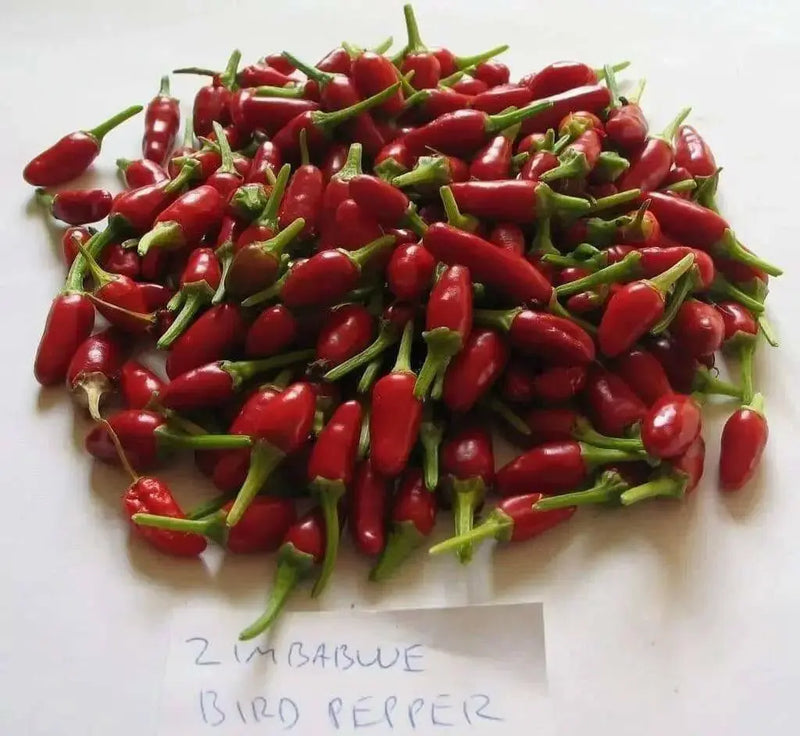 Zimbabwe Birds Pepper seeds (Capsicum Annum) ,VERY HOT, - Caribbean garden seed