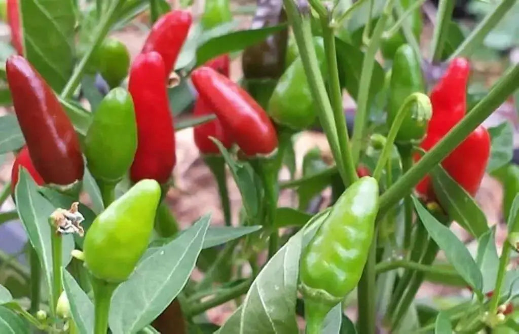 Zimbabwe Birds Pepper seeds (Capsicum Annum) ,VERY HOT, - Caribbean garden seed