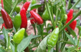 Zimbabwe Birds Pepper seeds (Capsicum Annum) ,VERY HOT, - Caribbean garden seed