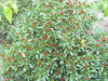 Zimbabwe Birds Pepper seeds (Capsicum Annum) ,VERY HOT, - Caribbean garden seed