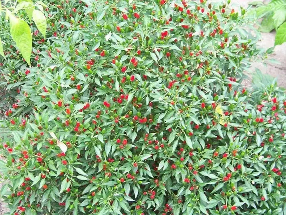 Zimbabwe Birds Pepper seeds (Capsicum Annum) ,VERY HOT, - Caribbean garden seed