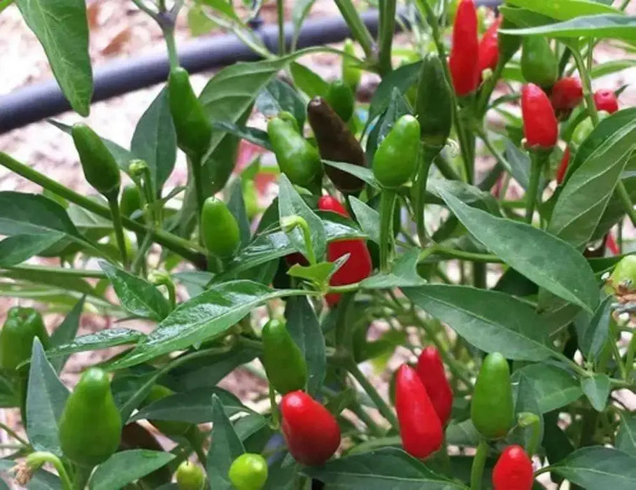 Zimbabwe Birds Pepper seeds (Capsicum Annum) ,VERY HOT, - Caribbean garden seed