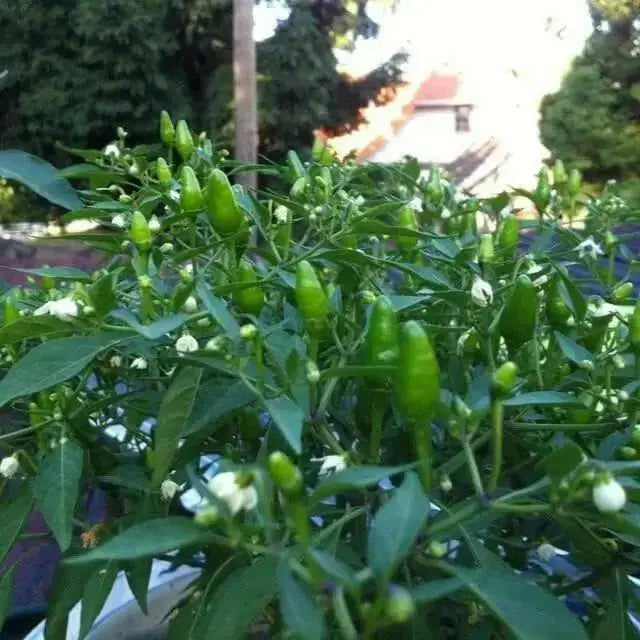 Zimbabwe Birds Pepper seeds (Capsicum Annum) ,VERY HOT, - Caribbean garden seed