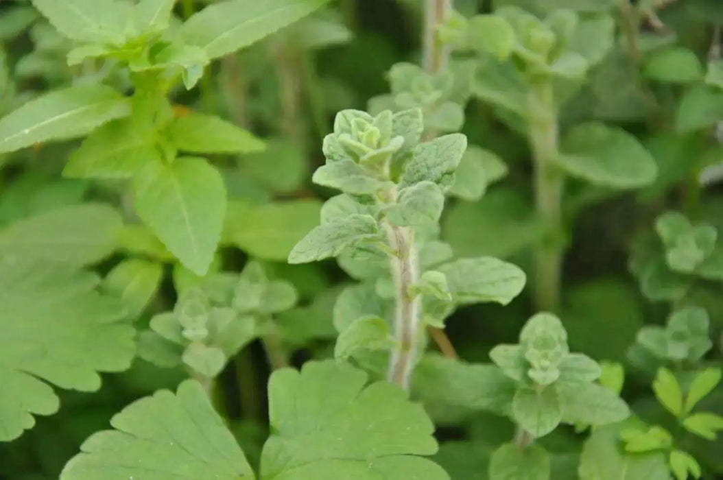 ZAATAR Herb Seeds,Syrian Oregano, - Caribbean garden seed