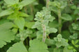 ZAATAR Herb Seeds,Syrian Oregano, - Caribbean garden seed