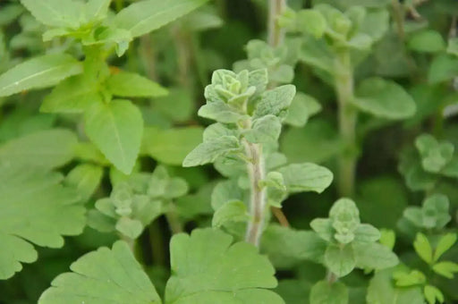ZAATAR Herb Seeds,Syrian Oregano, - Caribbean garden seed