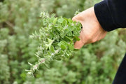 ZAATAR Herb Seeds,Syrian Oregano, - Caribbean garden seed