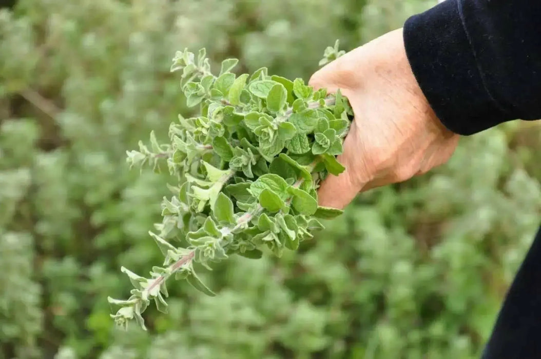 ZAATAR Herb Seeds,Syrian Oregano, - Caribbean garden seed