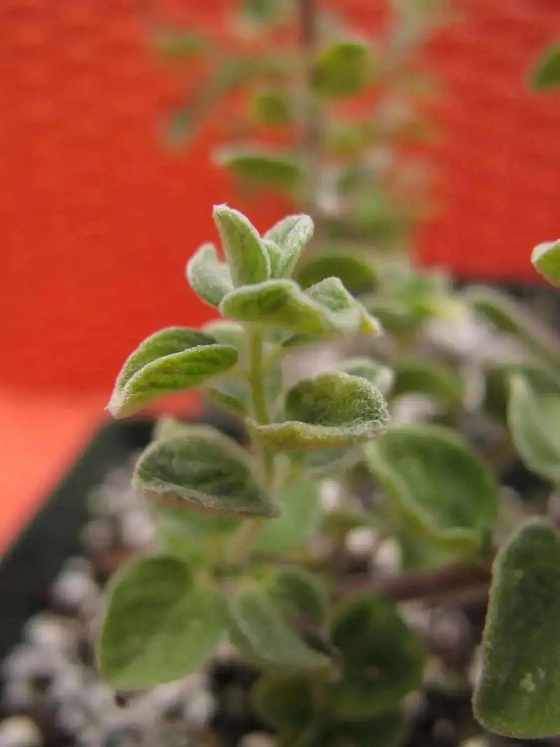 ZAATAR Herb Seeds,Syrian Oregano, - Caribbean garden seed