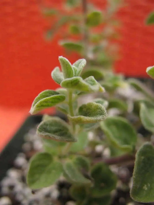 ZAATAR Herb Seeds,Syrian Oregano, - Caribbean garden seed