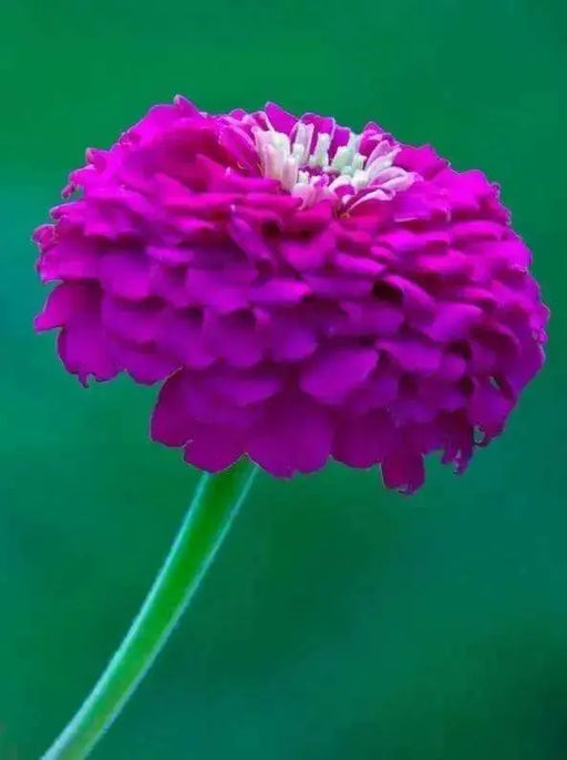 Zinnia Seeds -(Zinnia Elegans Dahlia Flowered Purple Prince)' Butterflies And Hummingbirds love them ! - Caribbean garden seed