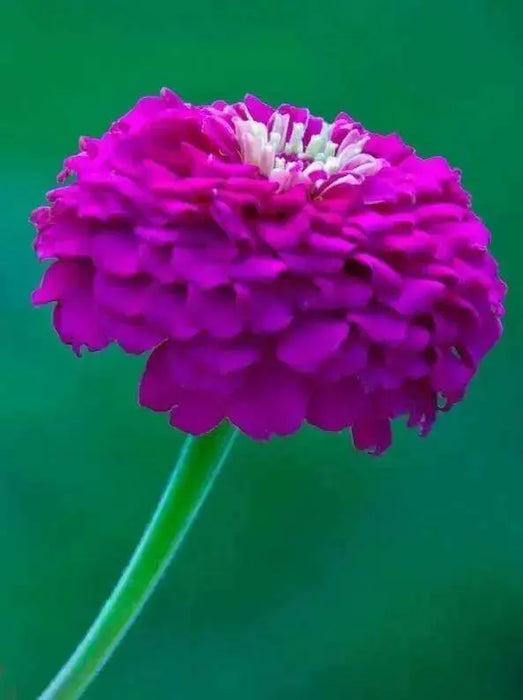 Zinnia Seeds -(Zinnia Elegans Dahlia Flowered Purple Prince)' Butterflies And Hummingbirds love them ! - Caribbean garden seed
