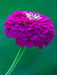 Zinnia Seeds -(Zinnia Elegans Dahlia Flowered Purple Prince)' Butterflies And Hummingbirds love them ! - Caribbean garden seed