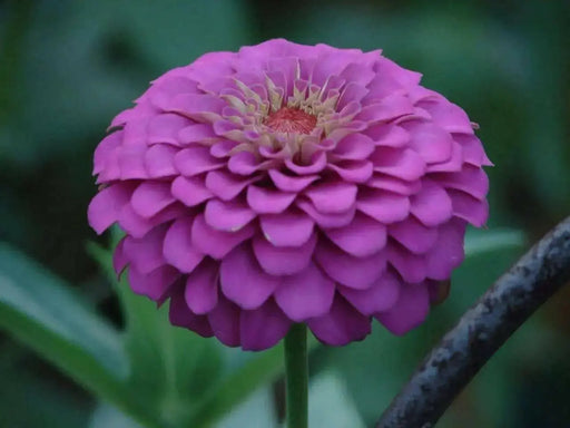 Zinnia Seeds -(Zinnia Elegans Dahlia Flowered Purple Prince)' Butterflies And Hummingbirds love them ! - Caribbean garden seed