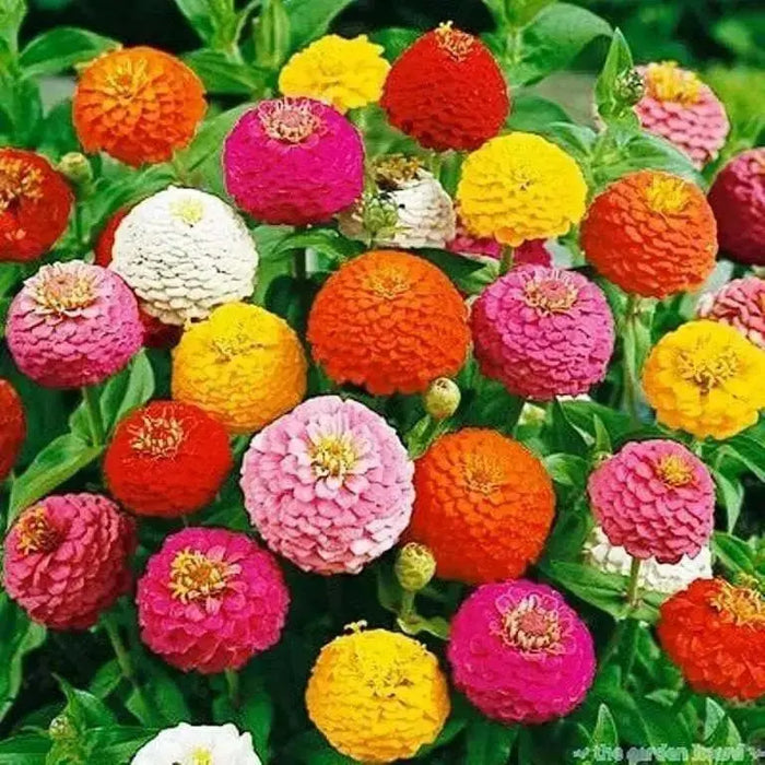 Zinnia Elegans(Zinnia Elegans Lilliput Mix)-Butterflies And Hummingbirds love them - Caribbean garden seed