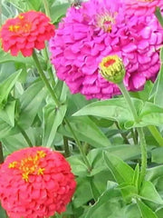 Zinnia Elegans(Zinnia Elegans Lilliput Mix)-Butterflies And Hummingbirds love them - Caribbean garden seed
