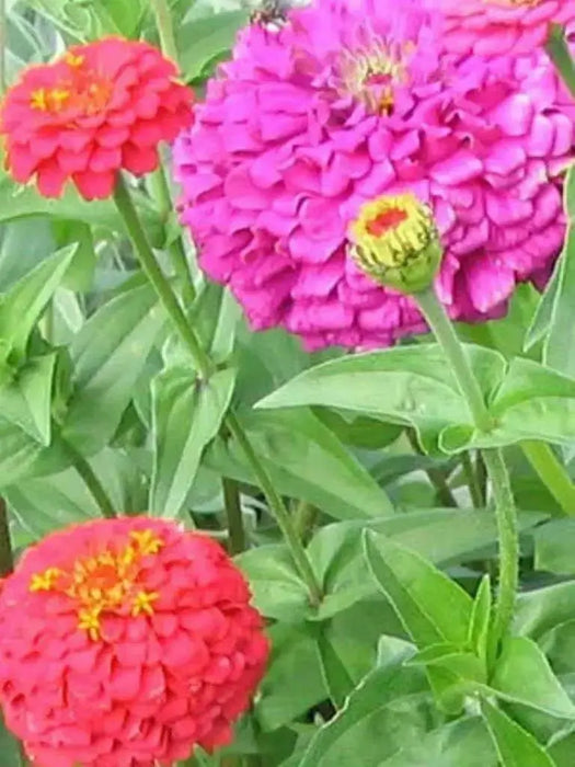 Zinnia Elegans(Zinnia Elegans Lilliput Mix)-Butterflies And Hummingbirds love them - Caribbean garden seed
