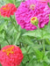 Zinnia Elegans(Zinnia Elegans Lilliput Mix)-Butterflies And Hummingbirds love them - Caribbean garden seed