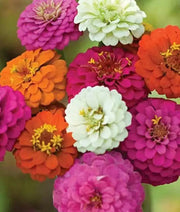 Zinnia Elegans(Zinnia Elegans Lilliput Mix)-Butterflies And Hummingbirds love them - Caribbean garden seed