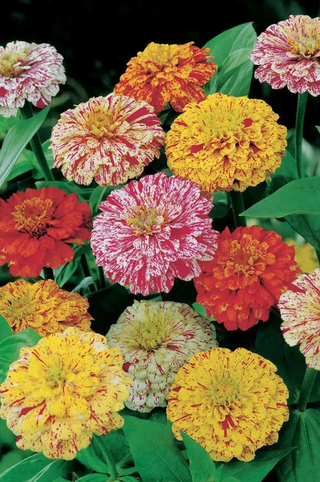 Zinnia ‘Peppermint Stick’  flowers Seed ,Annual - Caribbean garden seed