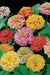 Zinnia ‘Peppermint Stick’  flowers Seed ,Annual - Caribbean garden seed