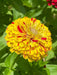 Zinnia ‘Peppermint Stick’  flowers Seed ,Annual - Caribbean garden seed