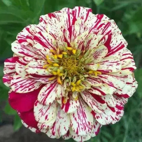 Zinnia ‘Peppermint Stick’  flowers Seed ,Annual - Caribbean garden seed
