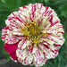Zinnia ‘Peppermint Stick’  flowers Seed ,Annual - Caribbean garden seed