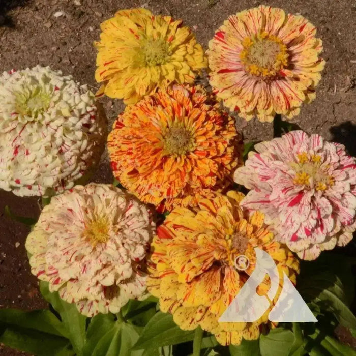 Zinnia ‘Peppermint Stick’  flowers Seed ,Annual - Caribbean garden seed