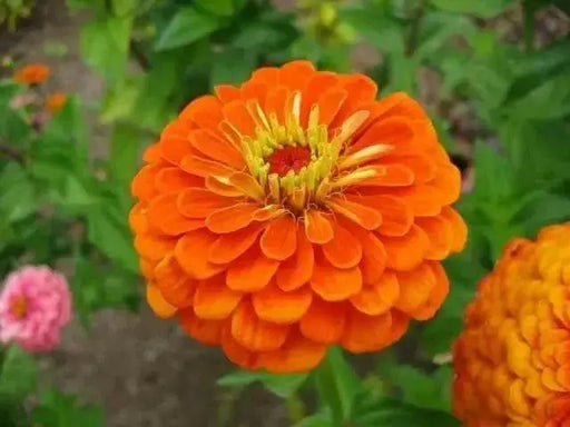 Zinnia Elegans 'Orange King'-FLOWERS SEED - Caribbean garden seed