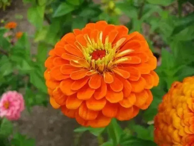 Zinnia Elegans 'Orange King'-FLOWERS SEED - Caribbean garden seed