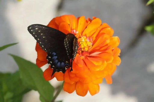 Zinnia Elegans 'Orange King'-FLOWERS SEED - Caribbean garden seed