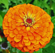 Zinnia Elegans 'Orange King'-FLOWERS SEED - Caribbean garden seed