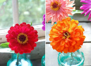 Zinnia Elegans 'Orange King'-FLOWERS SEED - Caribbean garden seed
