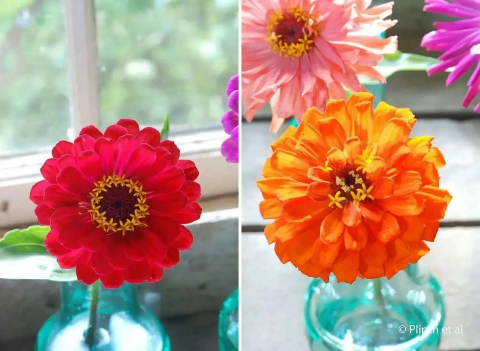 Zinnia Elegans 'Orange King'-FLOWERS SEED - Caribbean garden seed