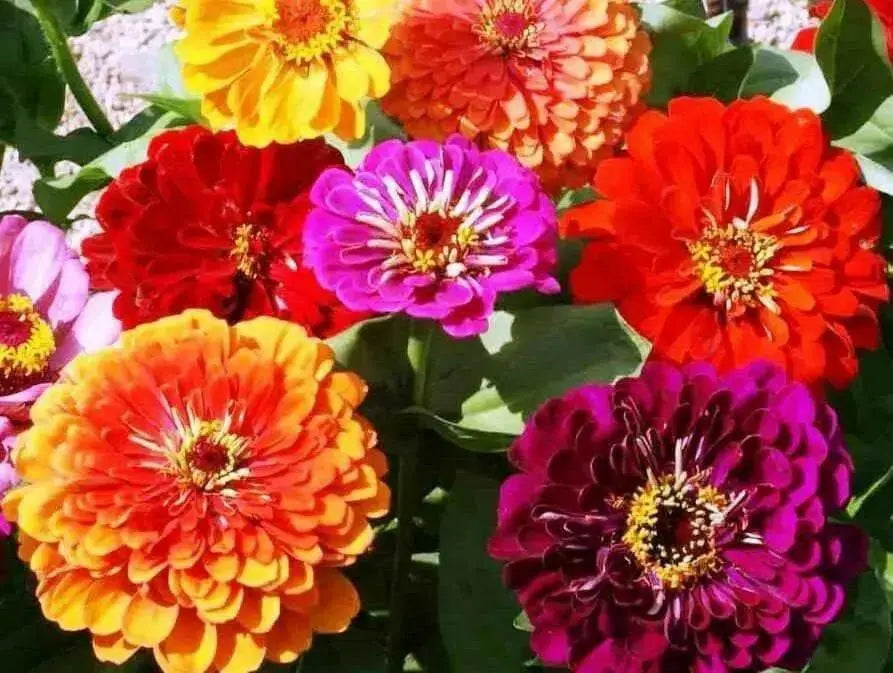Zinnia Elegans 'Orange King'-FLOWERS SEED - Caribbean garden seed