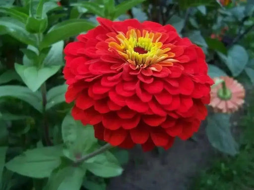Zinnia Elegans 'Cherry QUEEN, FLOWERS SEED - Caribbean garden seed