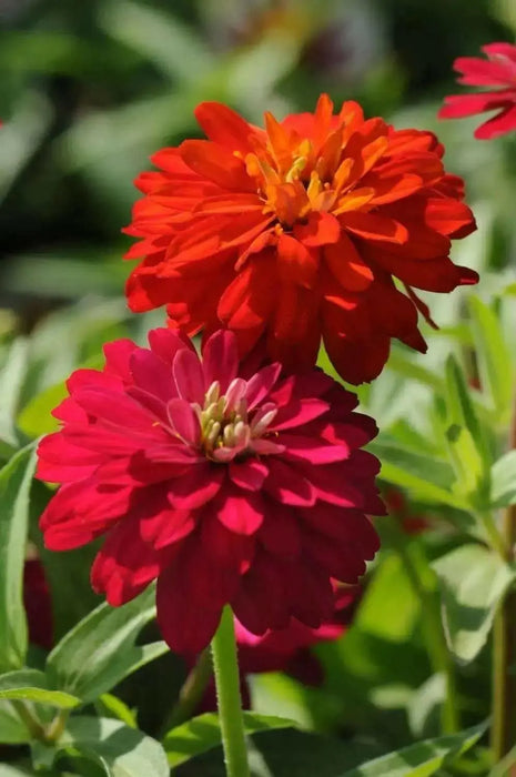 Zinnia Elegans 'Cherry QUEEN, FLOWERS SEED - Caribbean garden seed
