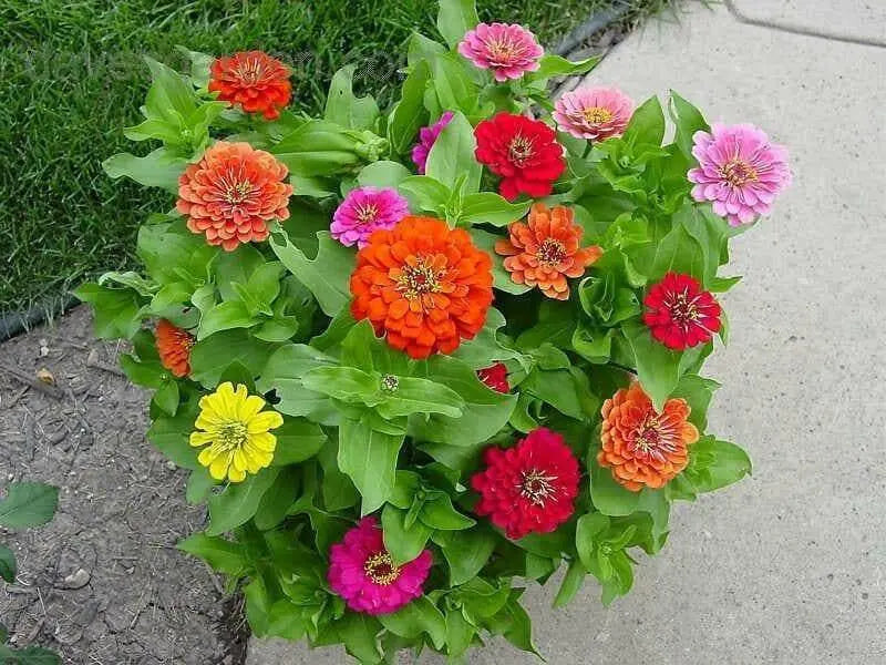 Zinnia Elegans 'Cherry QUEEN, FLOWERS SEED - Caribbean garden seed