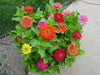 Zinnia Elegans 'Cherry QUEEN, FLOWERS SEED - Caribbean garden seed